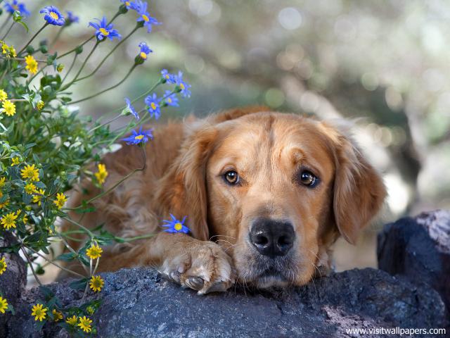 dog_464