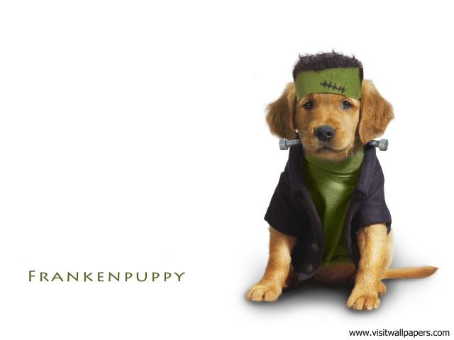 Frankenpuppy