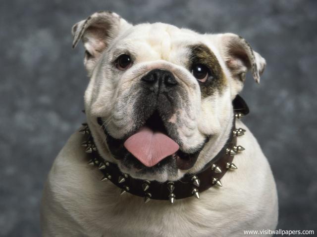 dog_467