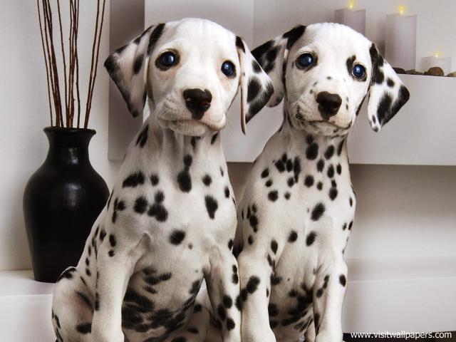 Dalmatian_Pair