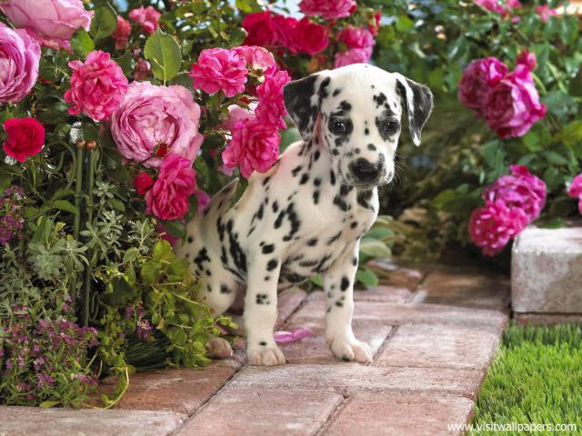 Dalmatian_Puppy