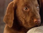 Chocolate_Lab_Puppy