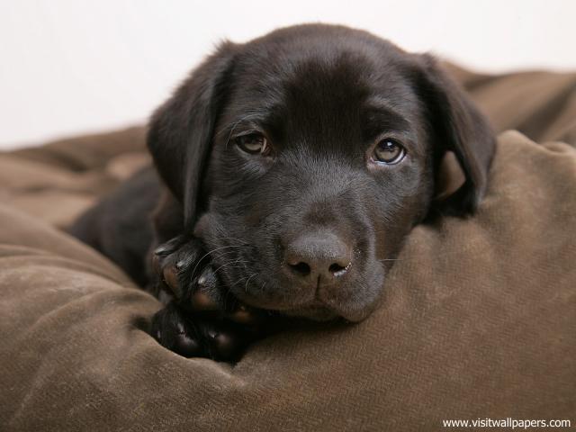 Brown-Eyed_Girl