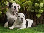 Bulldog_Puppies