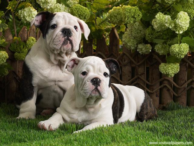 Bulldog_Puppies