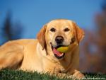 Yellow_Labrador