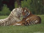 Tiger_44