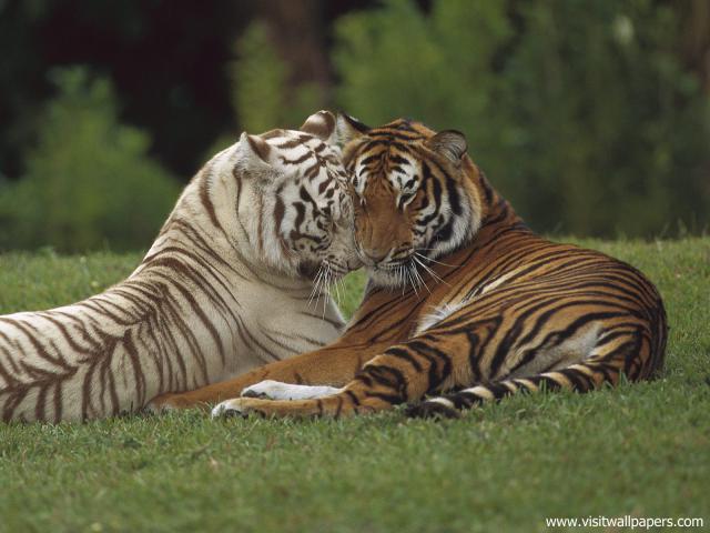 Tiger_44