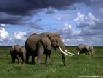 Animals_379
