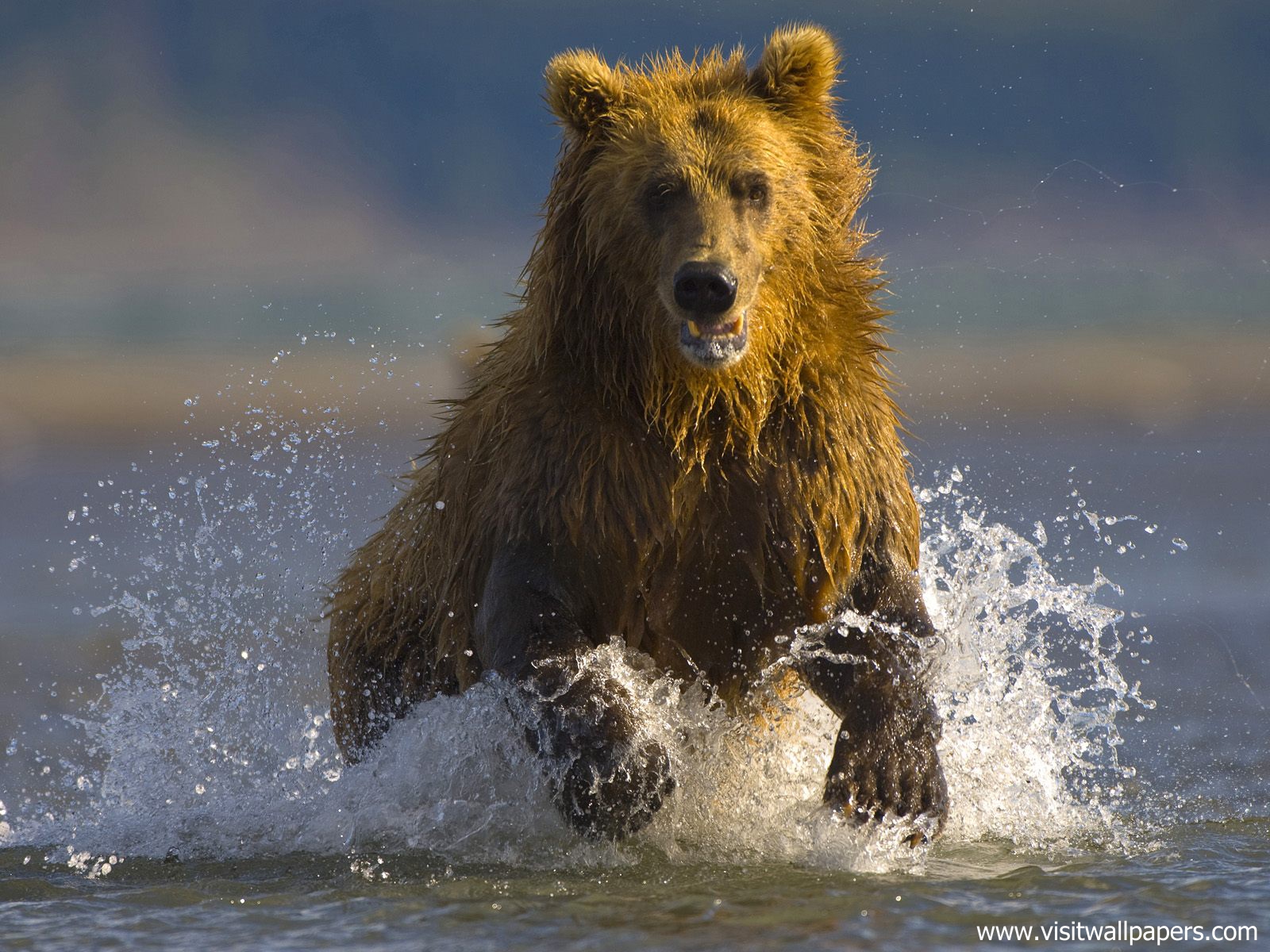 Animals_382