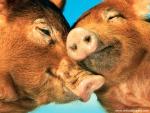 Animals_383
