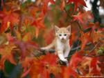 Autumn_Tabby