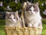 Basket_of_Kittens