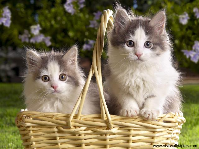 Basket_of_Kittens