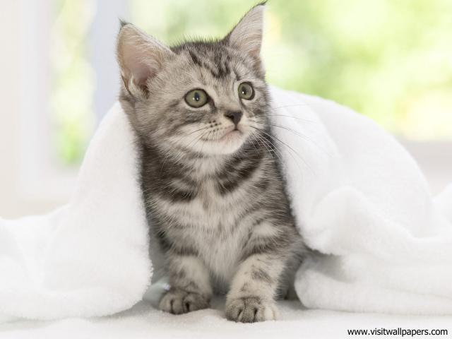 American_Shorthair_Kitten