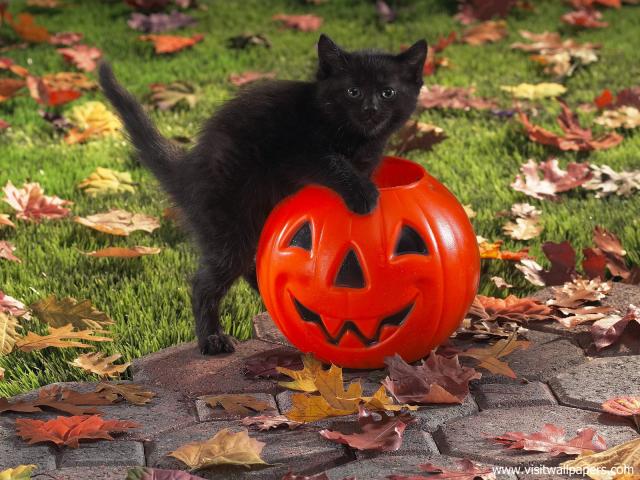 Black_Cat_and_Jack