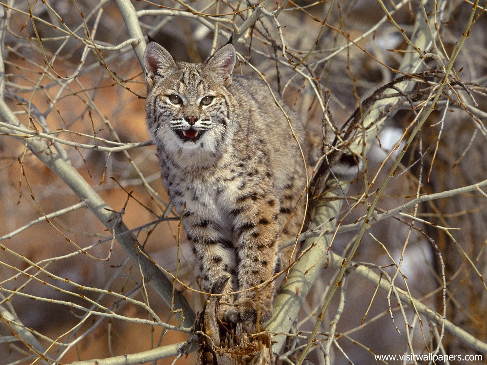 cat_255