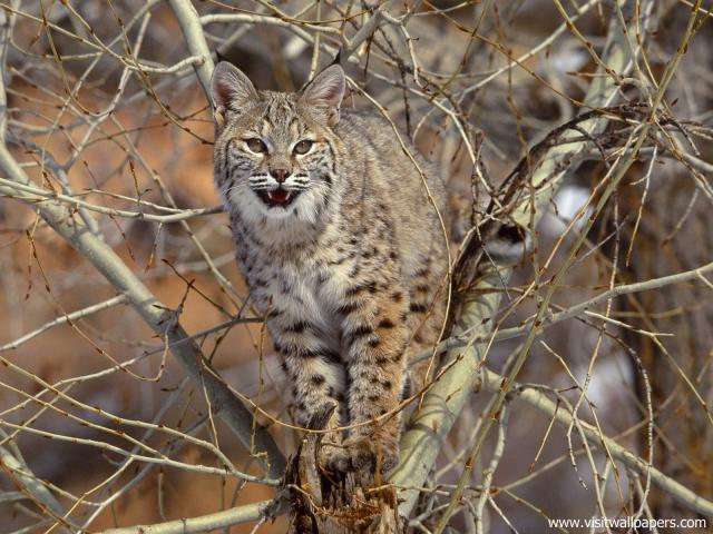 cat_255