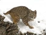 cat_256