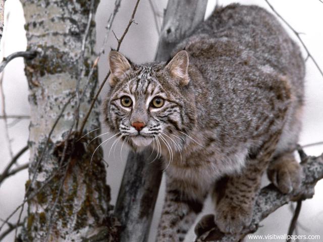 cat_258