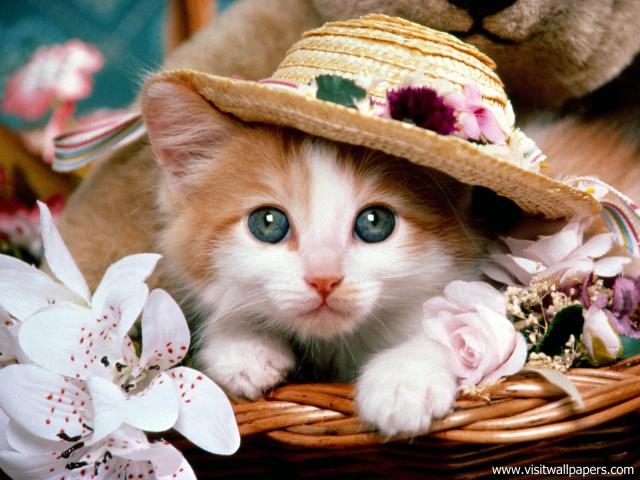 Cat_Fancy