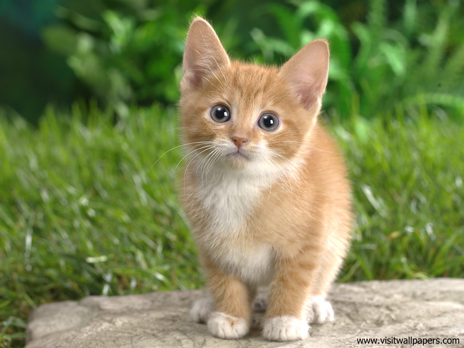 Curious_Tabby_Kitten