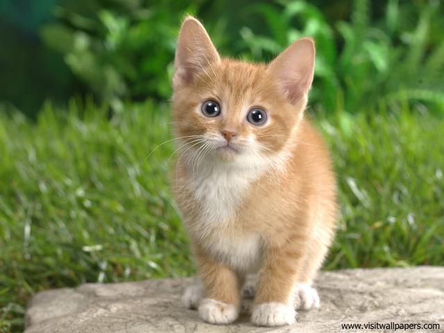 Curious_Tabby_Kitten