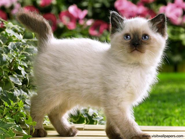 Fascination