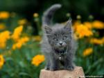 Garden_Keeper_Gray_Kitten