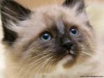 Himalayan_Mix_Kitten
