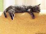 Morning_Nap