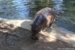 koratzoo_003