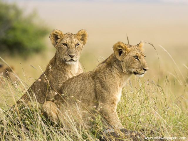 Lion_34