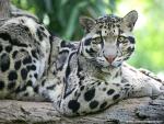 Leopard_24