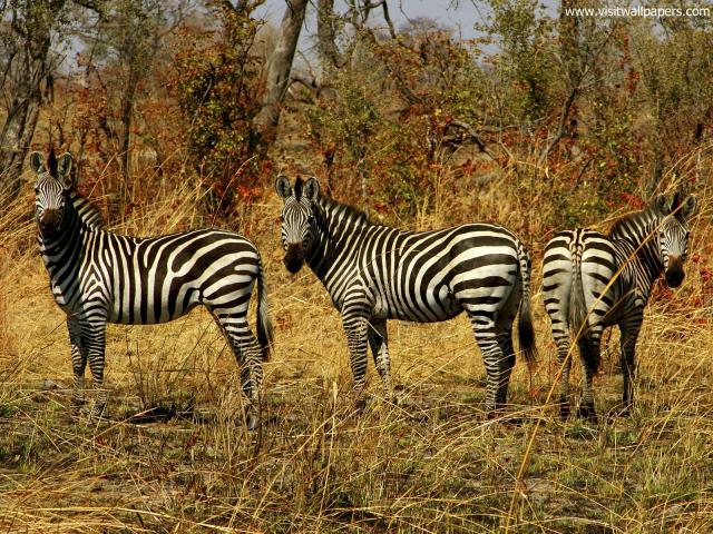 Animals_387