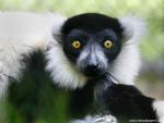 Animals_389