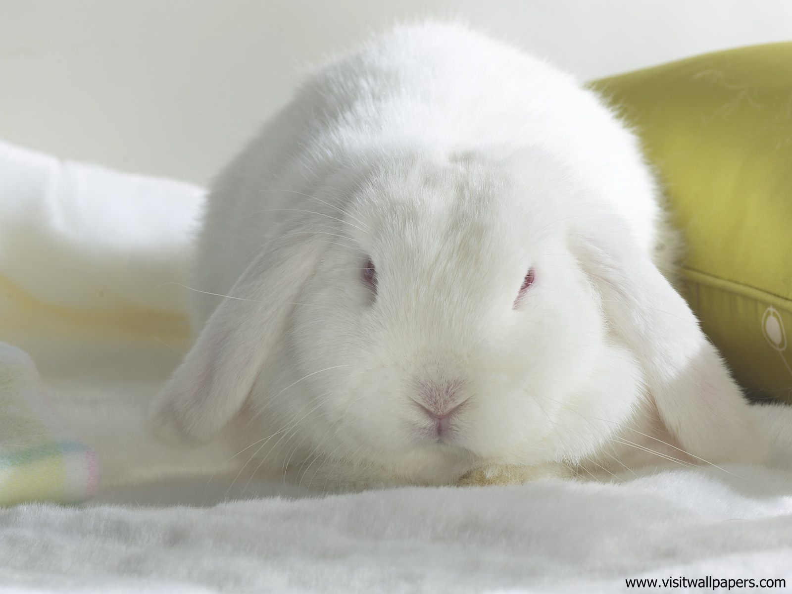 Animals_390