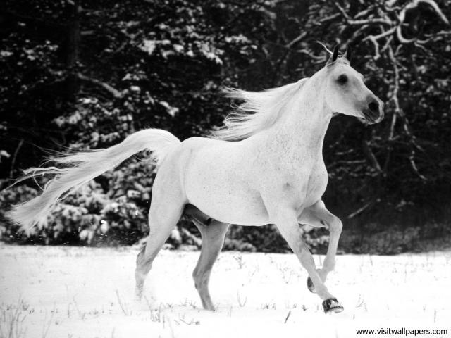 Animals_391
