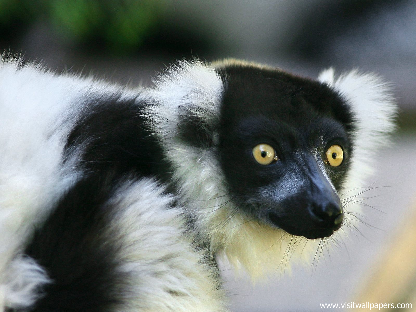 Animals_392
