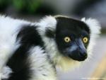 Animals_392