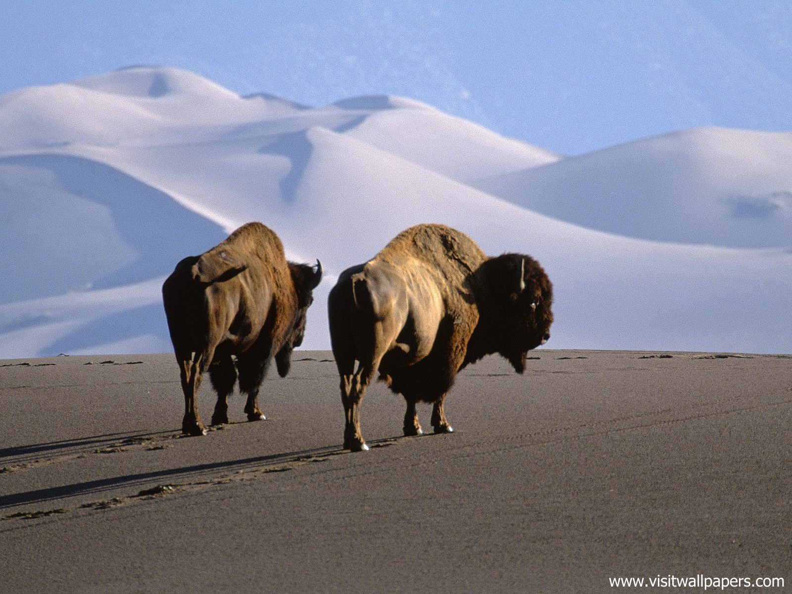 Animals_394