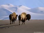 Animals_394