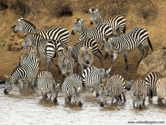 Animals_399