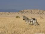 Animals_400