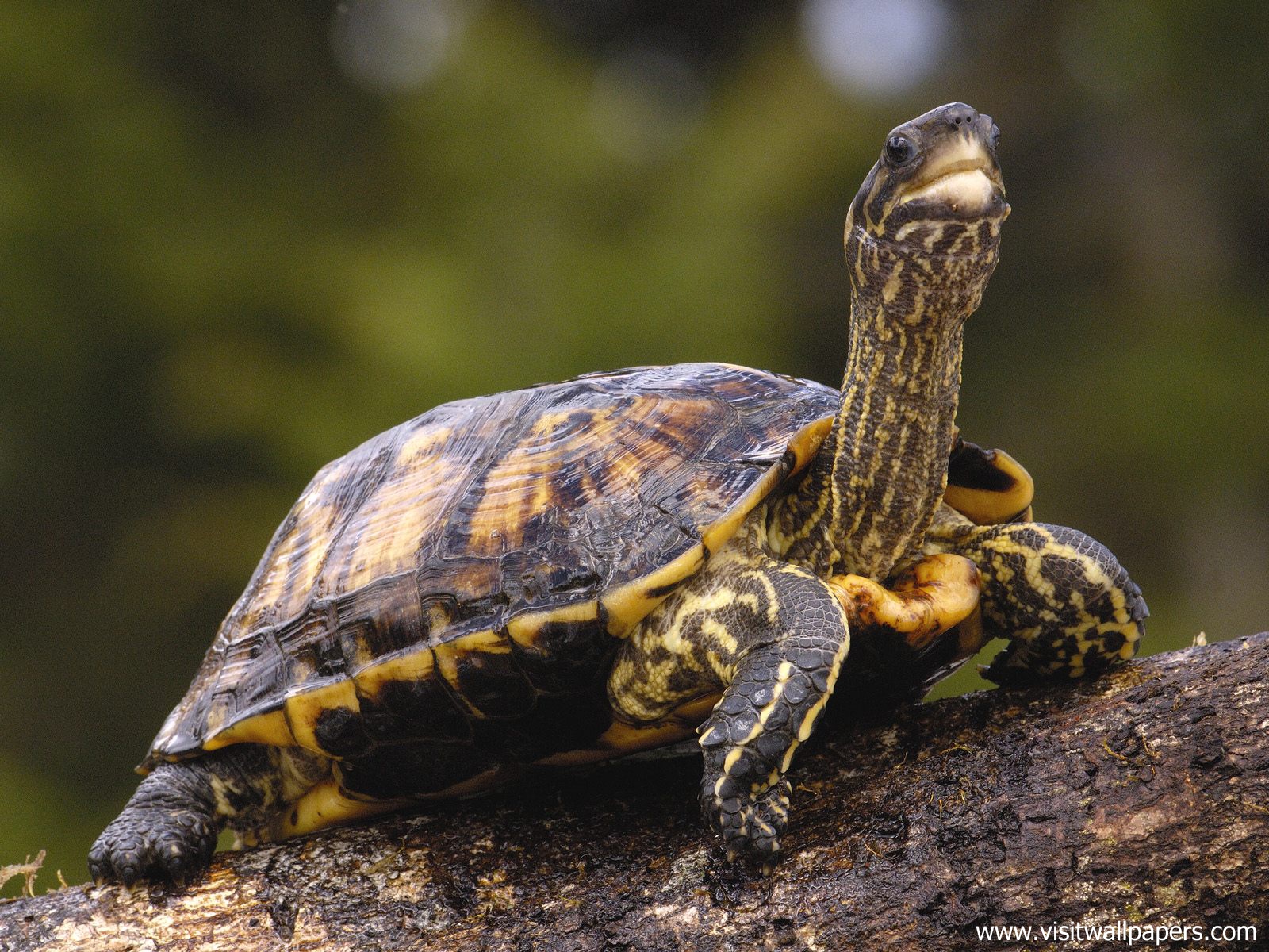 Animals_402