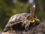 Animals_402