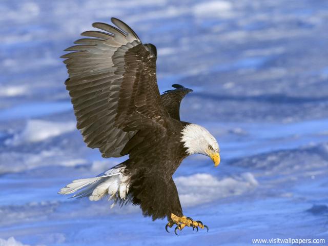 Birds_141