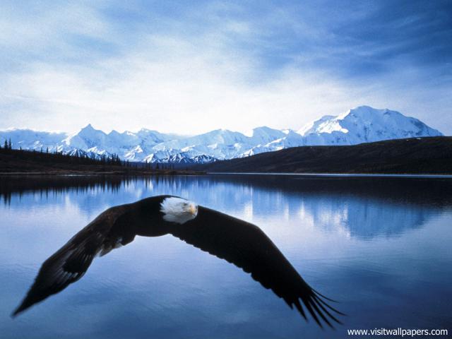 Birds_143