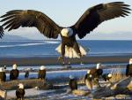 Birds_147