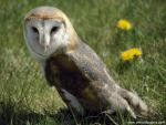 Birds_153